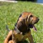The Glynn County Police Department has a new bloodhound