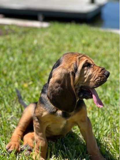 The Glynn County Police Department has a new bloodhound