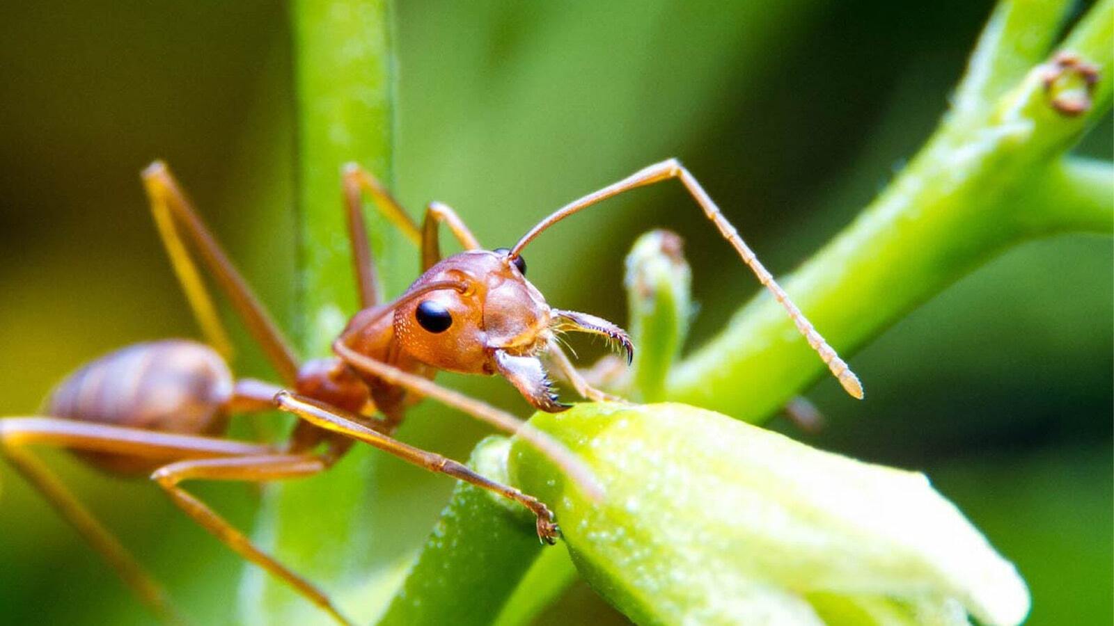 What to do about fire ants in your yard