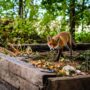 How to keep wildlife out of your yard