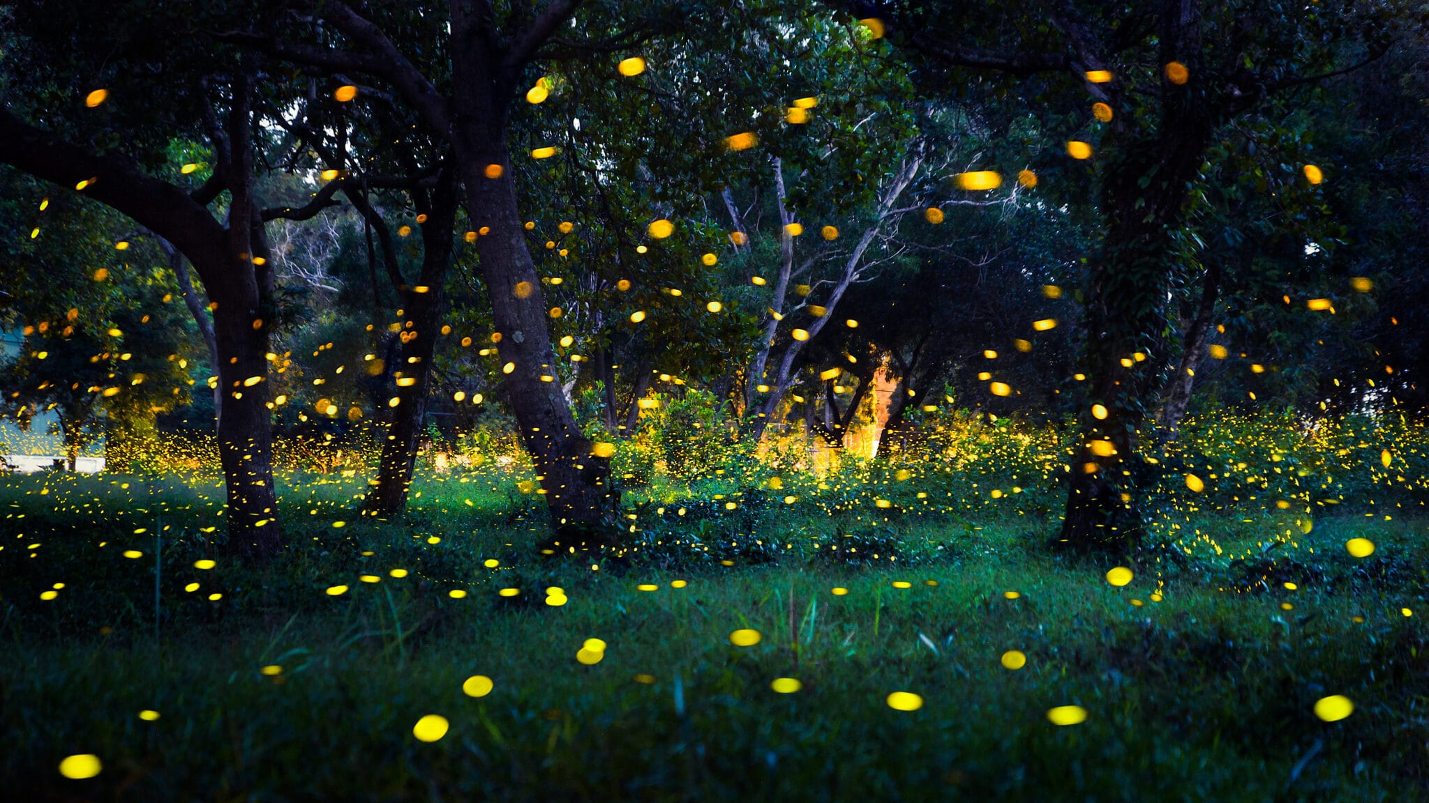Everything You Need To Know About Fireflies And How To Protect Them