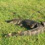 Video: Alligator found in Georgia family's garage