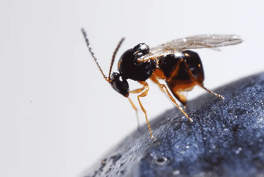 UGA researchers released parasitic wasps in South Georgia. Here's why