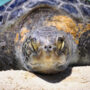 Tybee Island Police Urge Beachgoers to Respect Nesting Sea Turtles