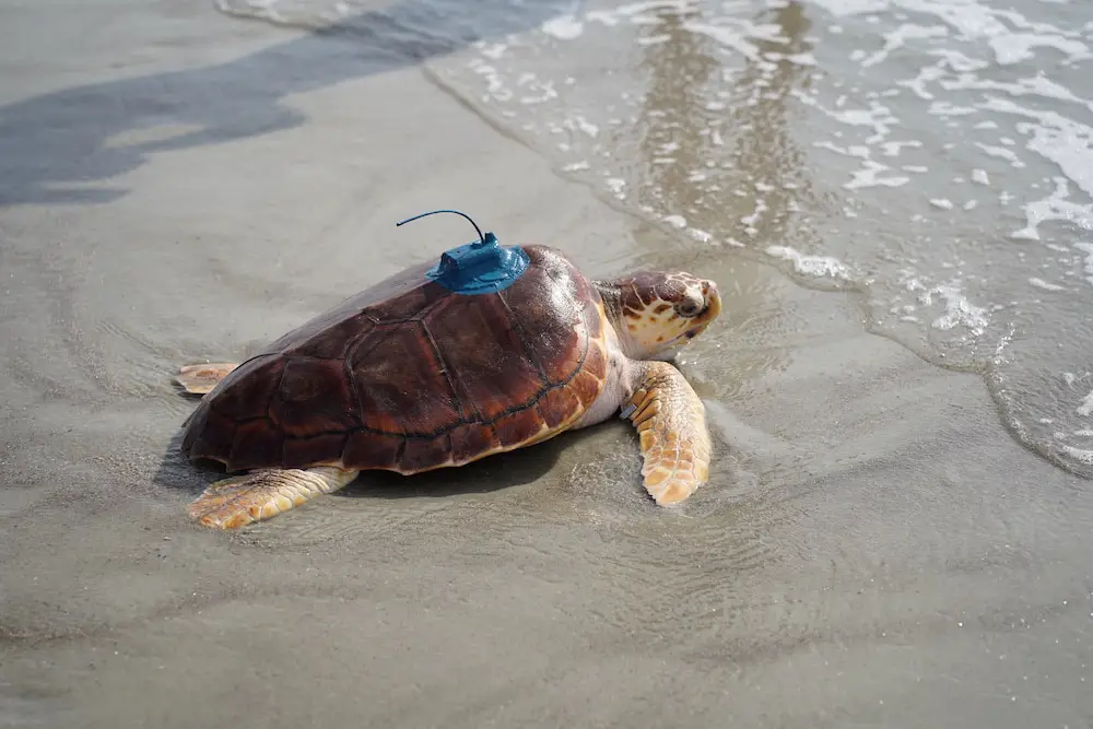 Meet Belle, a Loggerhead turtle released on Tybee Island after five years