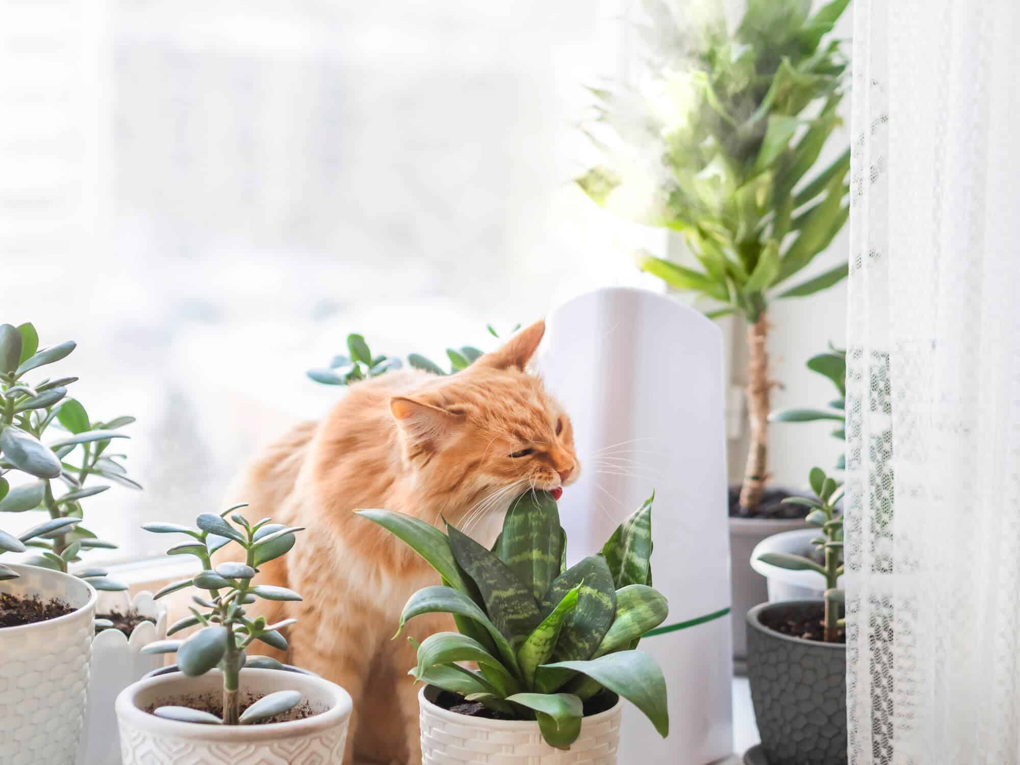 These 26 plants are toxic to your pets