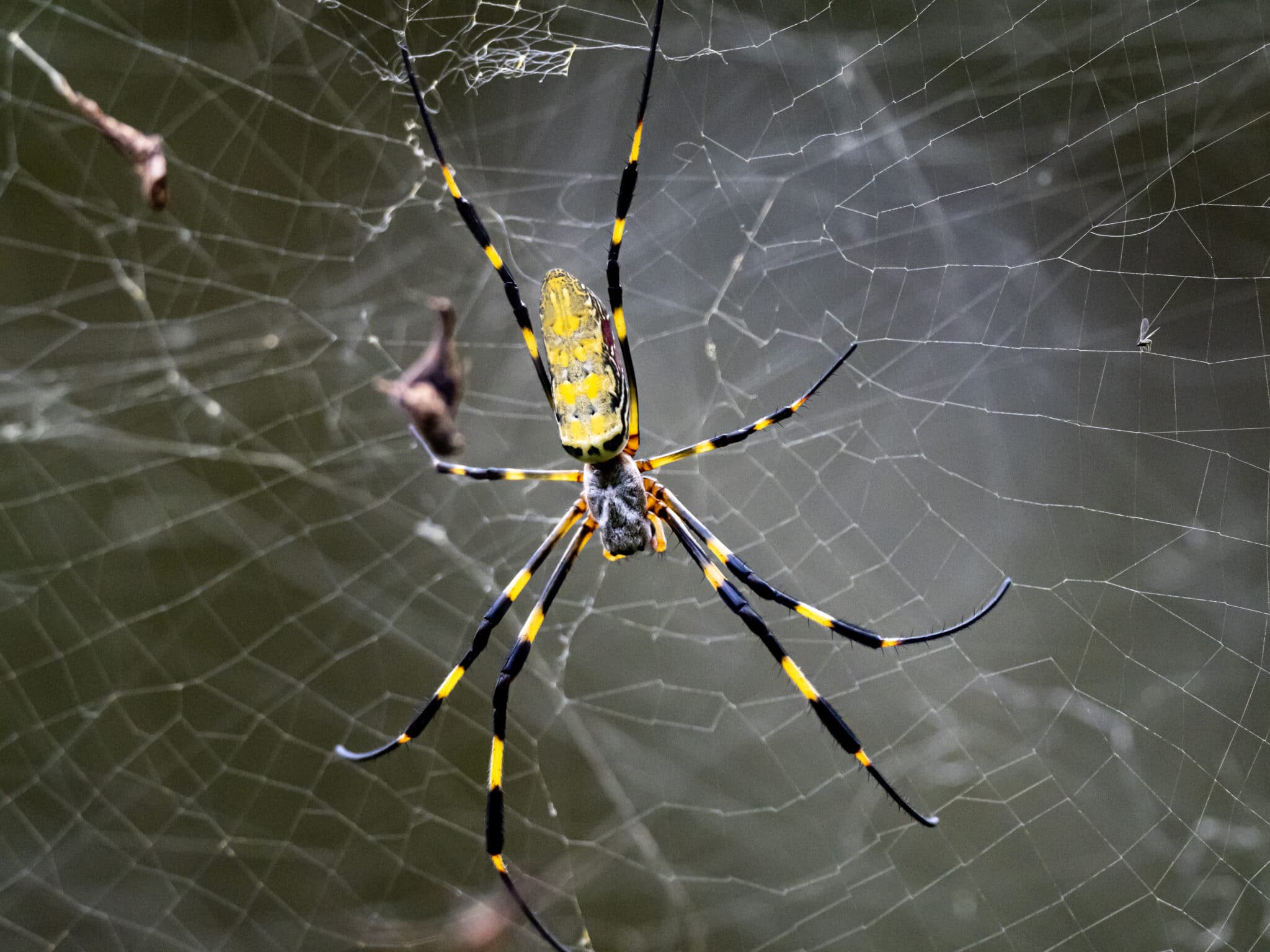 Want to help UGA learn more about Joro spiders?