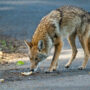 Coyotes are a common sight in Alpharetta in the fall and winter