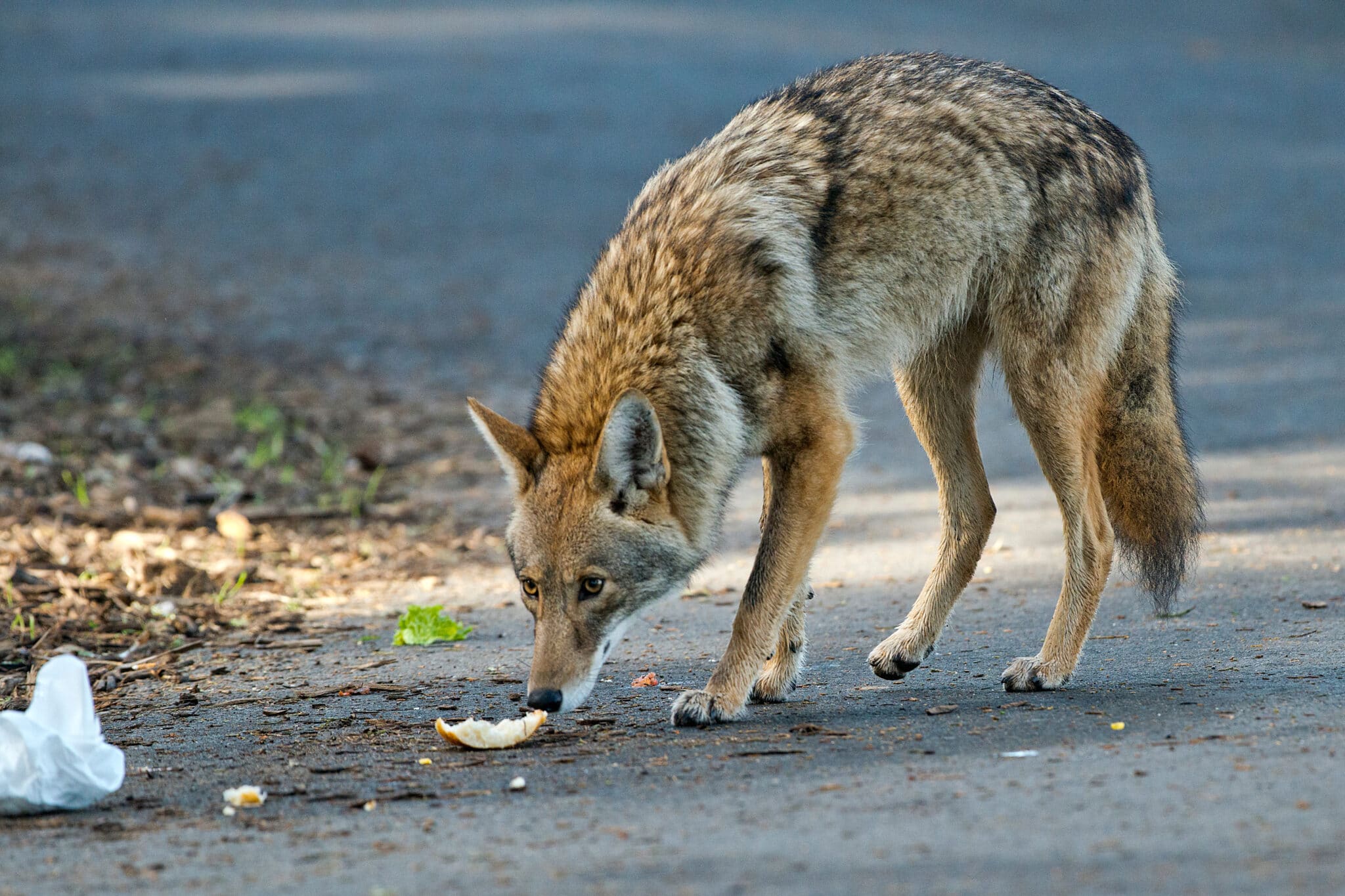 Coyotes are a common sight in Alpharetta in the fall and winter