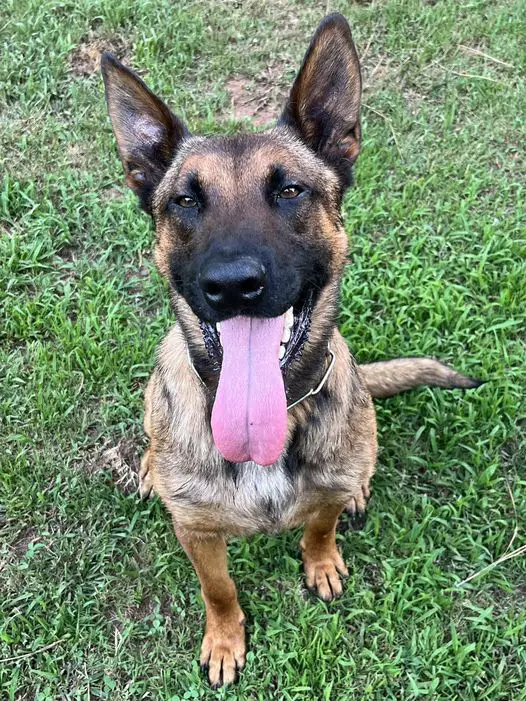 A Georgia K9 officer was killed in the line of duty. The suspect was also killed
