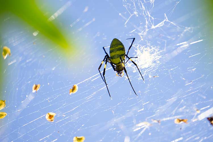 Joro spiders aren't scary. They're shy.