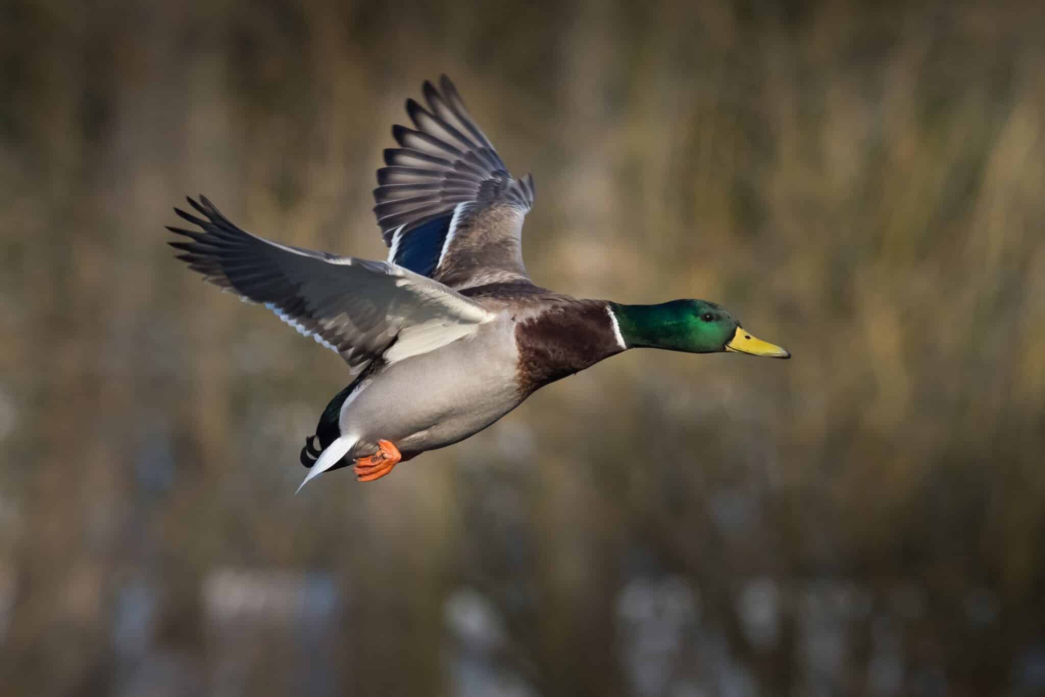 Duck hunting season in Georgia starts Saturday