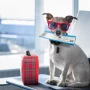 How to prepare for holiday travel with your pet