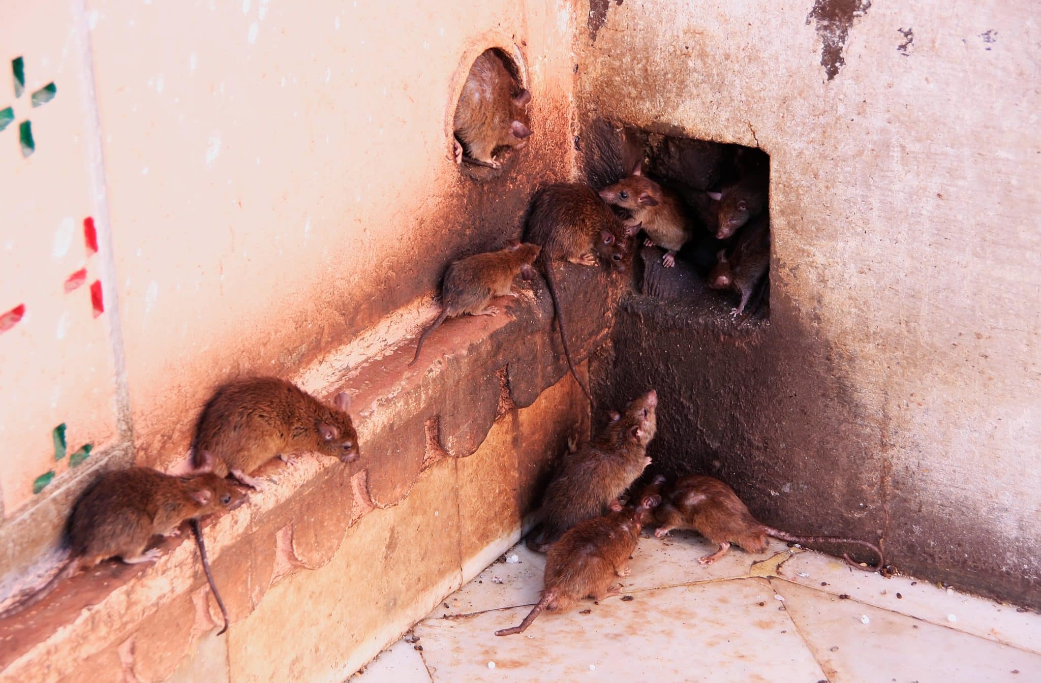 Is your home safe from a winter rat invasion?