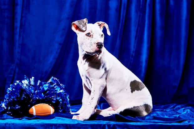 Super Bowl Sunday Gets Super Cute! See the 2023 Puppy Bowl Starting Lineup, How to Watch and More