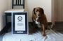 Guinness World Records Crowns Oldest Dog Ever—See the Good Boy