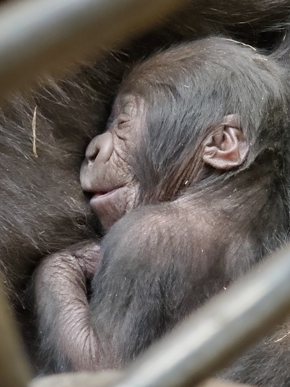 Willie B.'s grandchild was just born at Zoo Atlanta