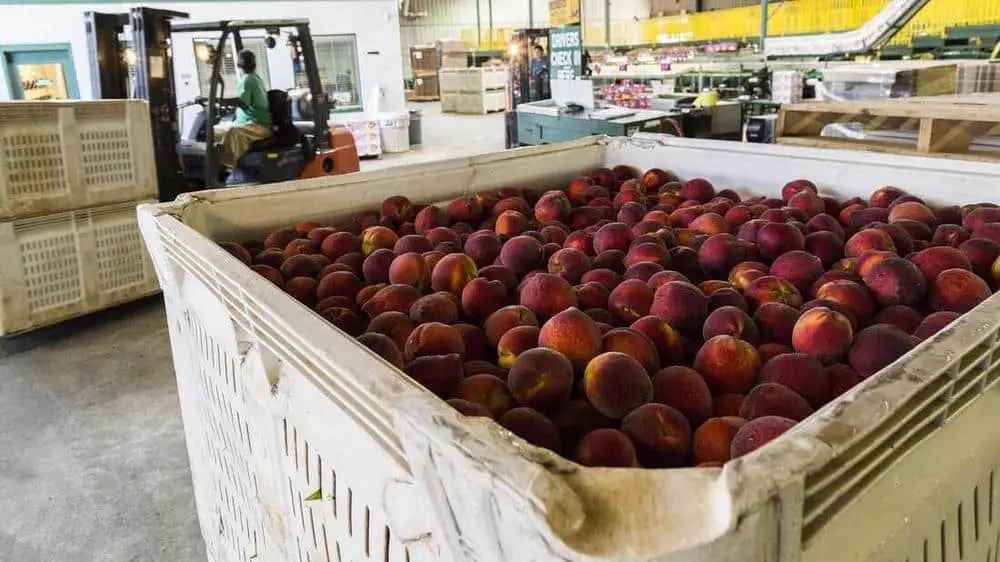 Georgia peaches will be hard to find this year. Here's why