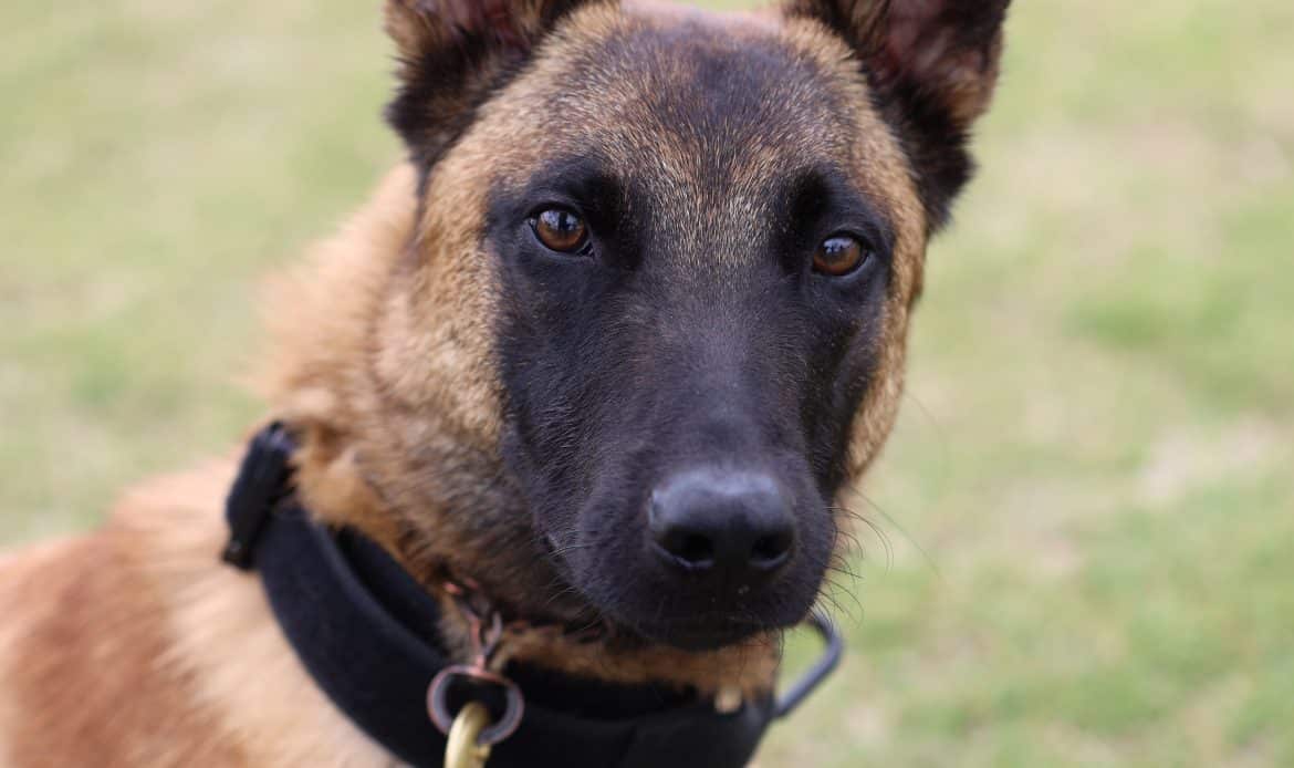 Cobb County police dog dies after being in a hot patrol car