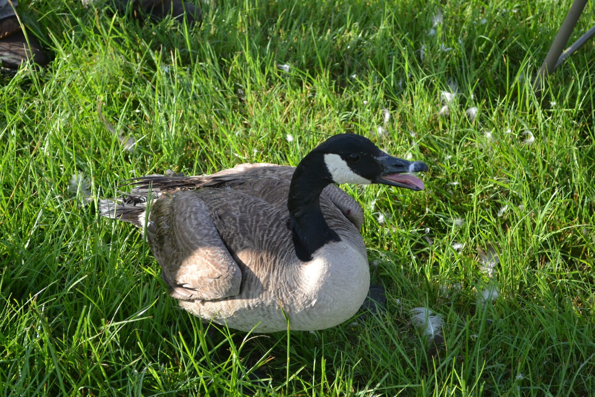 How to get rid of geese that won't leave your property