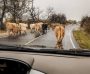Moooooove over: Stray cows are on the loose in Henry County