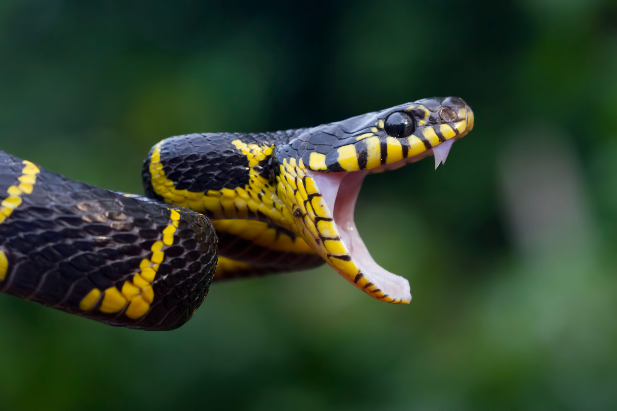 6 Things You Didn't Know About Snakes in Georgia
