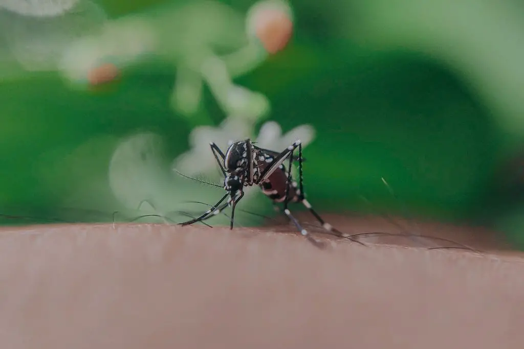 Mosquito Bites Top List of What People Hate Most About Summer