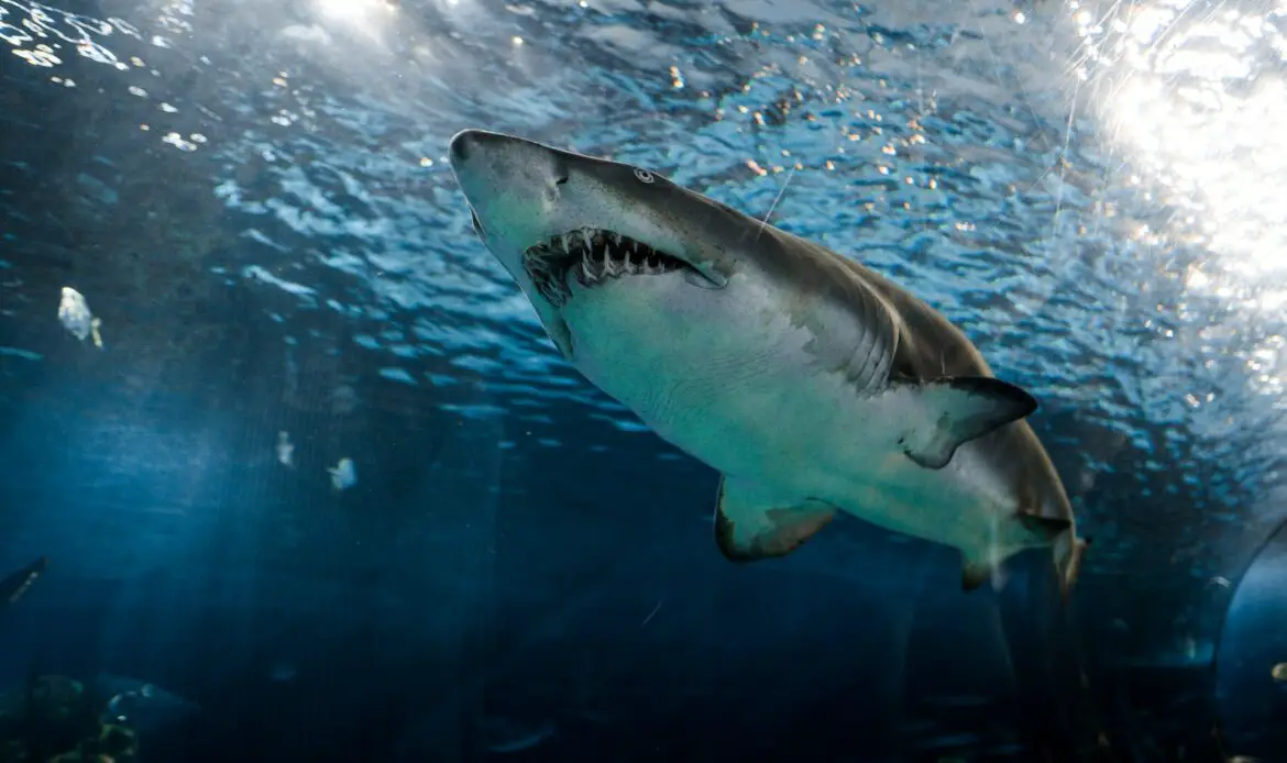 great white shark