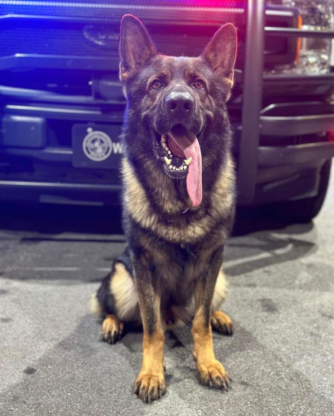 Clayton County Police Dog Dies In The Line Of Duty. What We Know