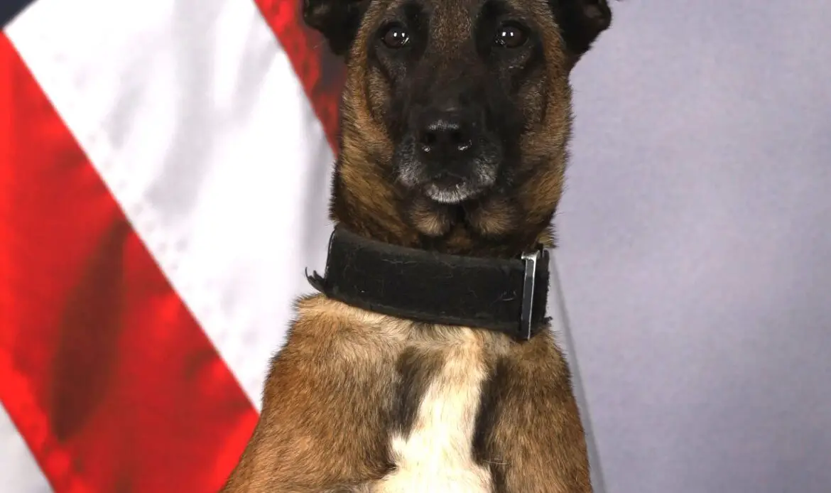 Paw and Order: K9 Elsa Retires From the Gwinnett County Police Force