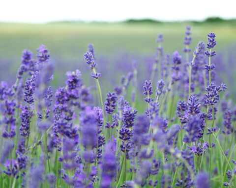 lavender flower field blooms at daytime