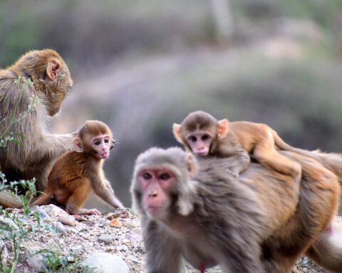 Group Of Monkeys