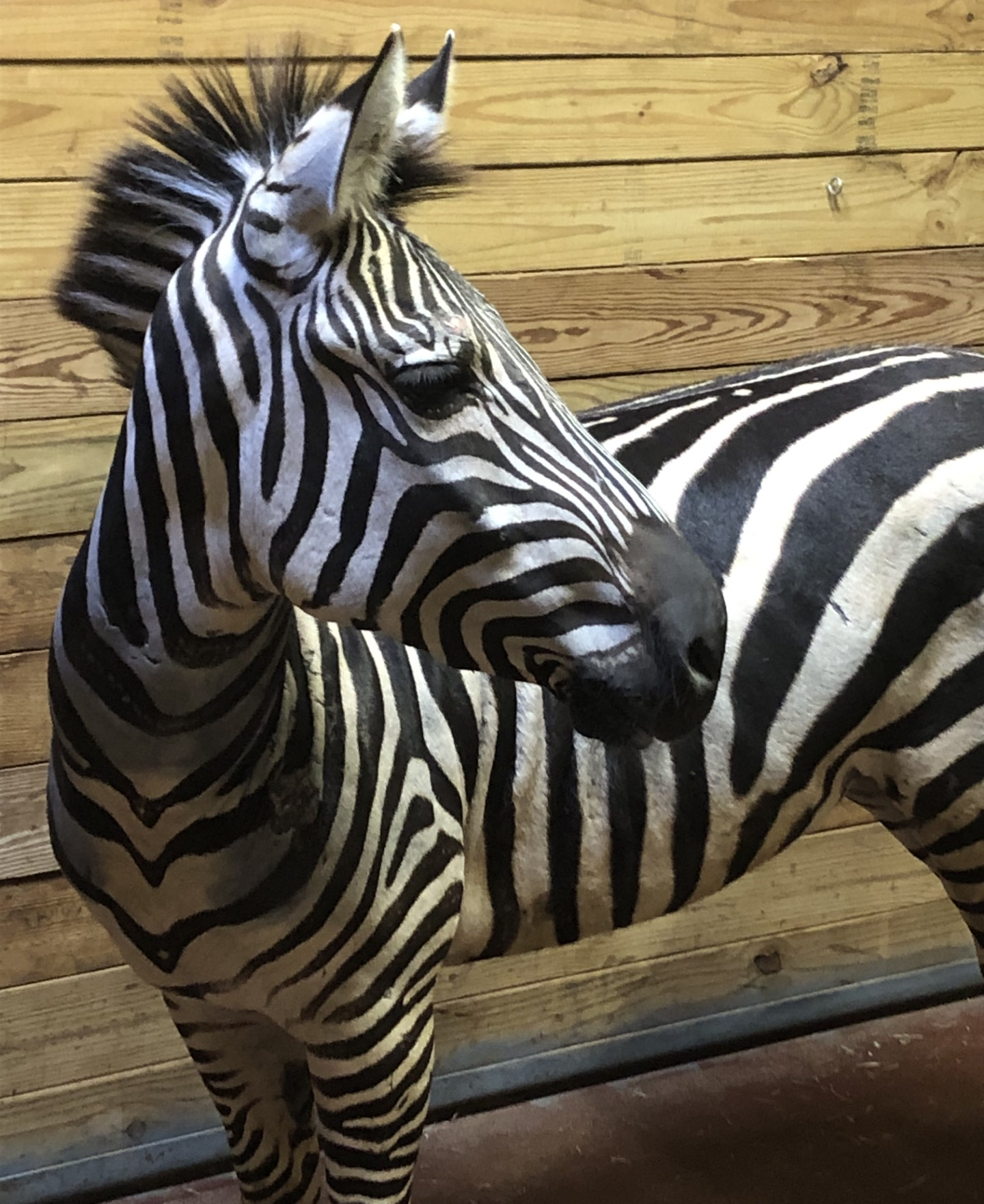 Meet Zoo Atlanta's New Star: Imara the Plains Zebra