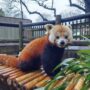 Zoo Atlanta Mourns the Loss of Ruby, a Beloved Red Panda