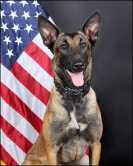 Gwinnett Police Mourn Loss of K9 Officer Peper