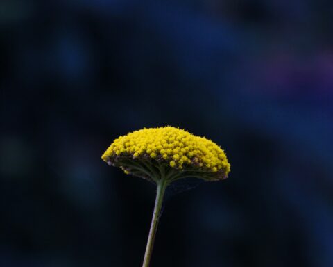 yellow flower on selective focus photography