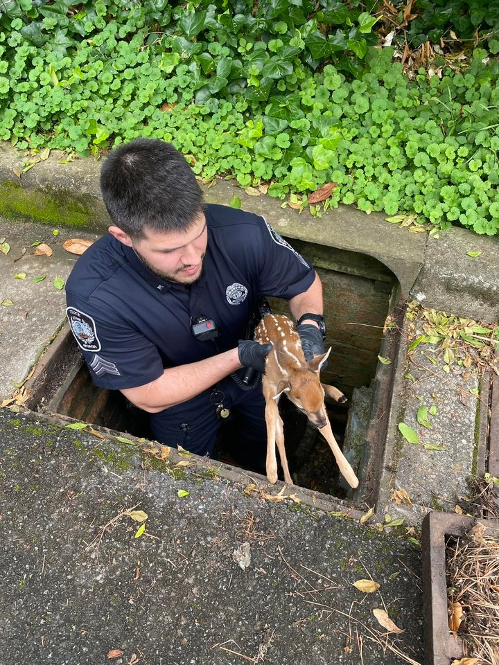 🦌 Going Above and Beyond: Police officers in Rome recently demonstrated that their duties extend far beyond fighting crime when they came to the rescue of a helpless baby deer.