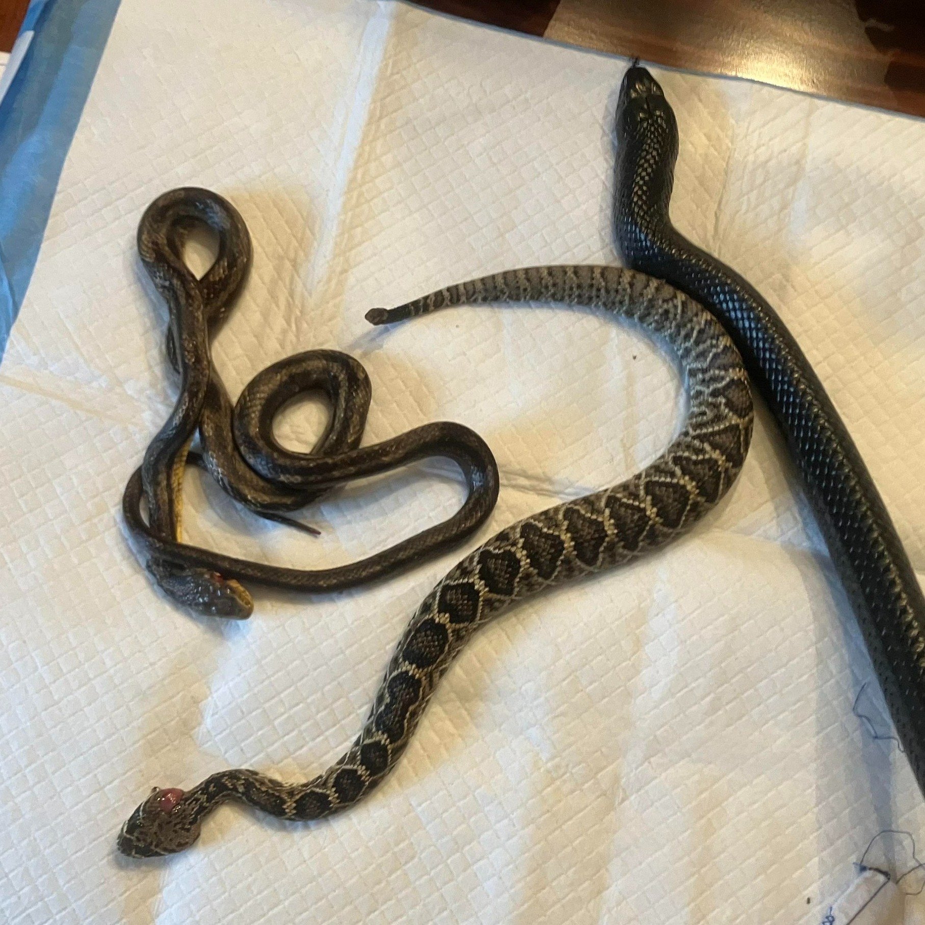 Georgia Snake Bites Off More Than it Can Chew