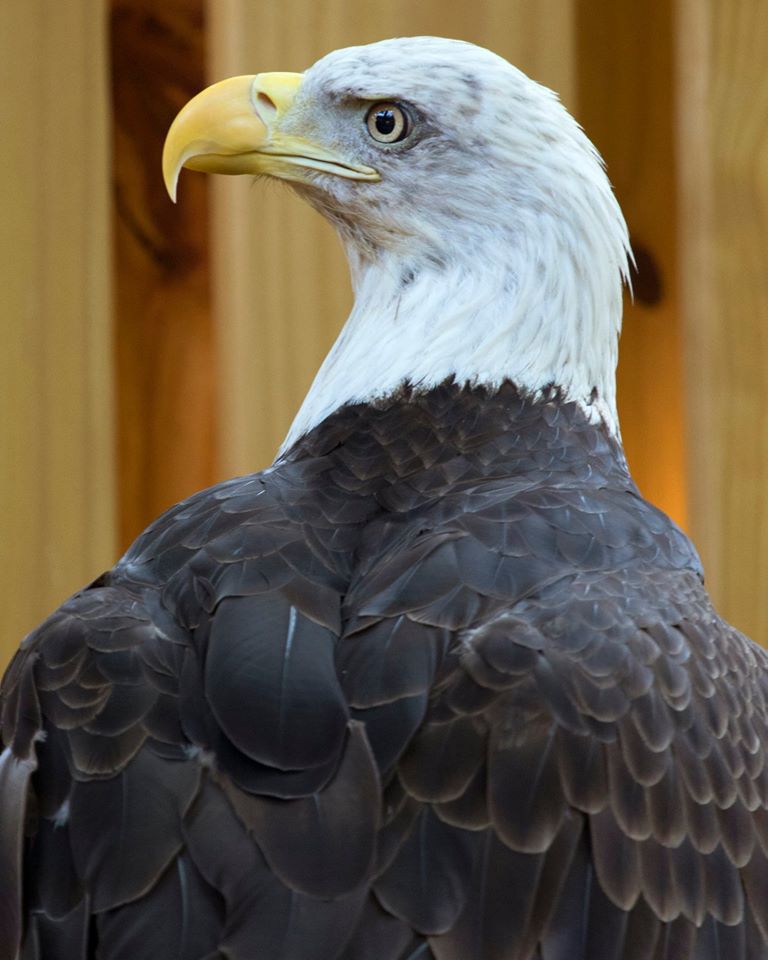 Zoo Atlanta has announced the passing of Sequoyah, a male bald eagle that had been a resident at the zoo since June 2015. Sequoyah, who had sustained a wing injury in the wild and was deemed non-releasable, was euthanized on August 7, due to a decline in his condition.