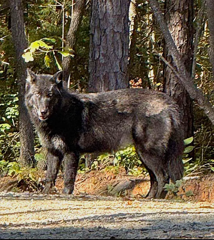 Georgia Resident Fined For Keeping a Wolf as a Pet