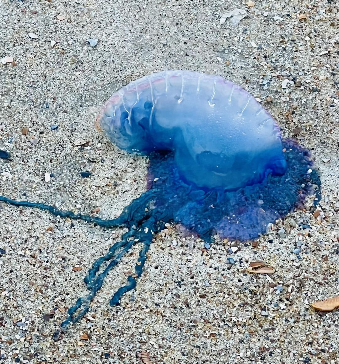 Tybee Island's shores are under threat as Portuguese Man o’ War sightings escalate, their deceptive beauty masking painful stings. Caution is crucial; safety measures are paramount to protect beachgoers from these hidden dangers.
