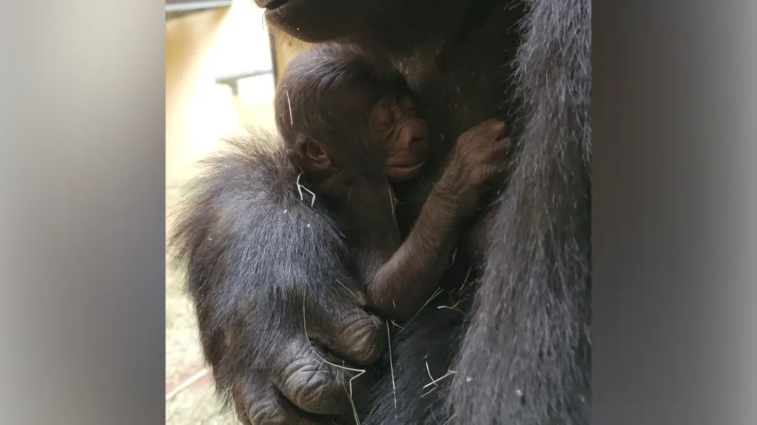 Zoo Atlanta's Newborn Gorilla Dies