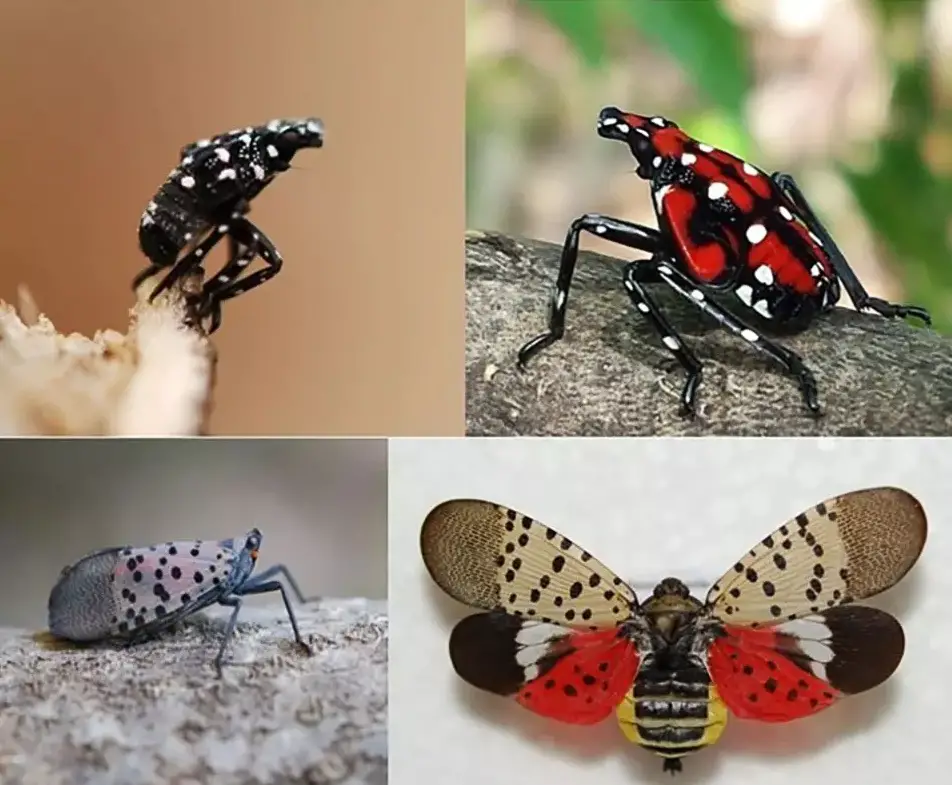 The Spotted Lanternfly Arrives in Georgia: 'Document it, Report it, and Kill it'