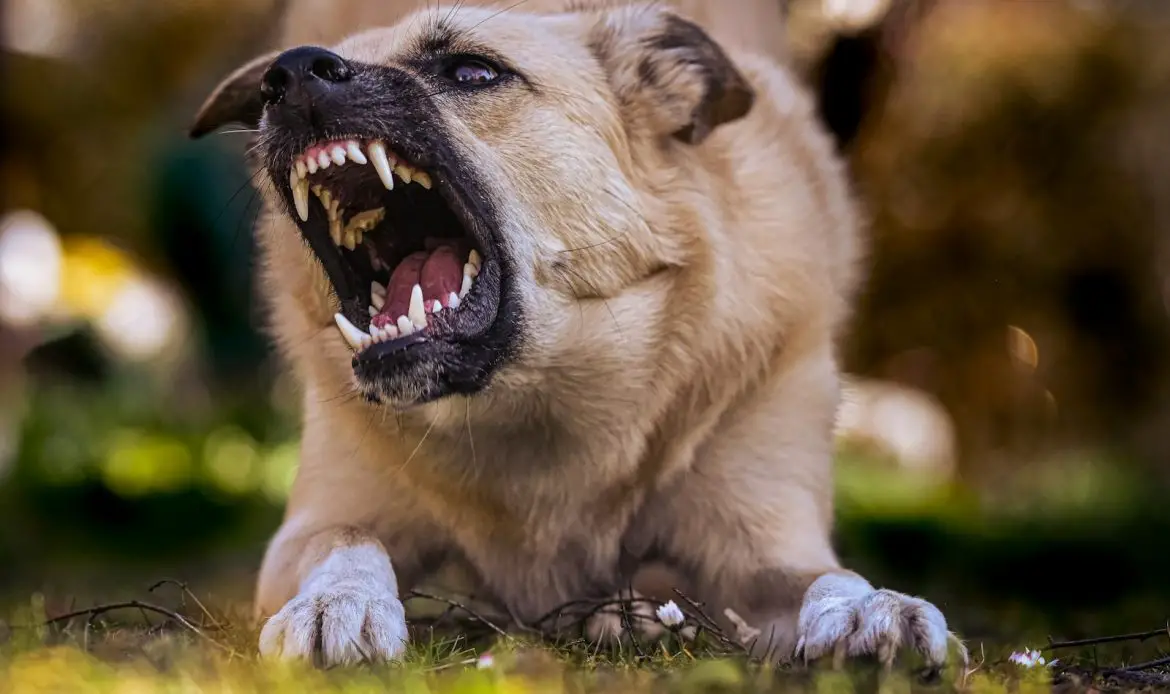 Close-up of a snarling dog showing its teeth in an outdoor environment.