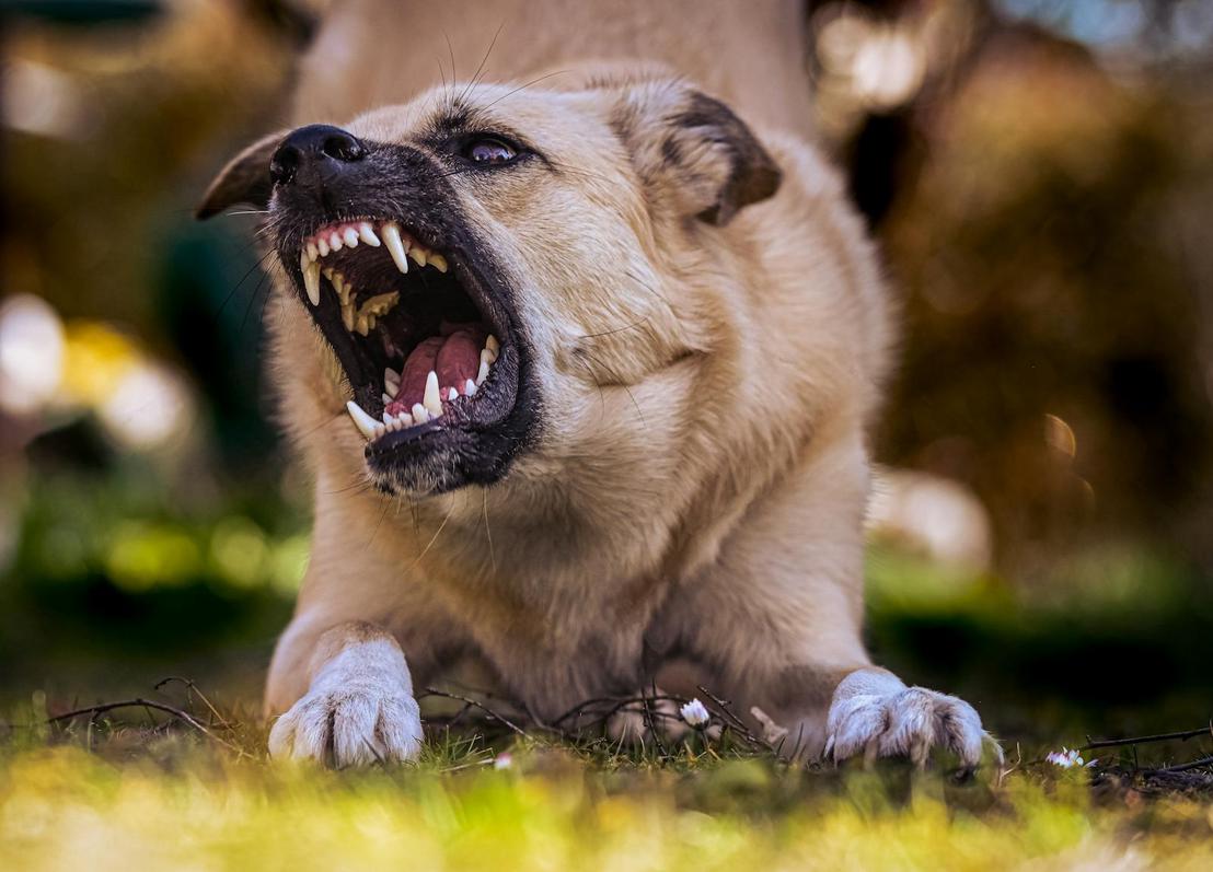 Close-up of a snarling dog showing its teeth in an outdoor environment.