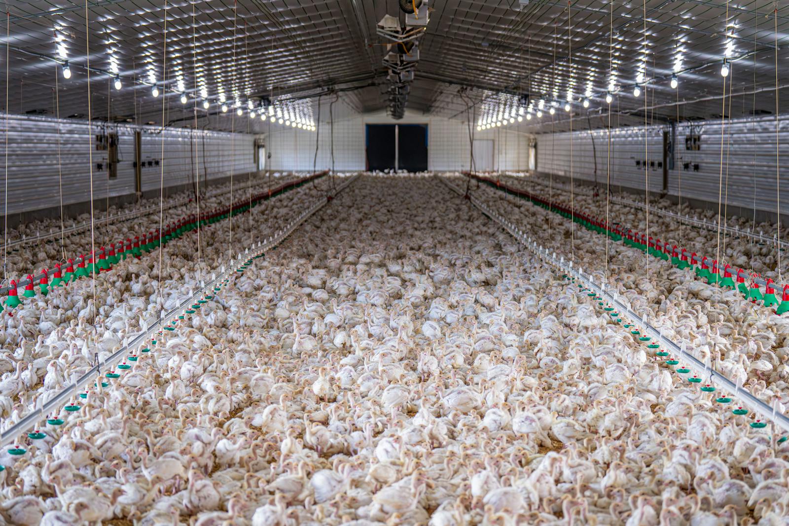 A large flock of chickens inside a modern poultry farm facility.