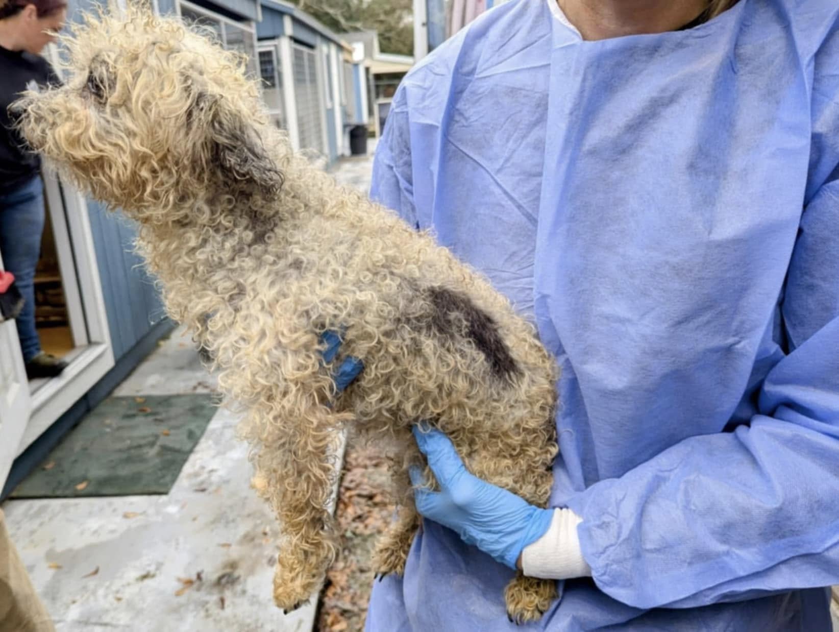 A state investigation into a south Georgia puppy mill is ongoing after law enforcement officers with the Georgia Department of Agriculture seized 136 dogs Sunday and shut down the facility in Pierce County.