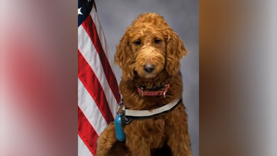 The Lawrenceville Police Department has unveiled a first for Gwinnett County: K9 Rowan, a 7-month-old Goldendoodle, is joining the force as a Community Wellness Dog. This initiative is a bold step to improve mental health support for first responders and deepen connections between police and the community.