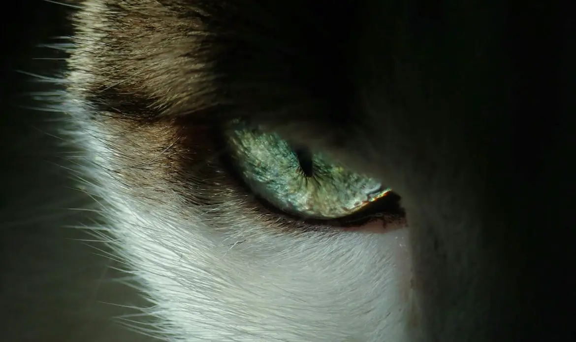 Intense close-up of a cat's eye showing detailed texture and color.