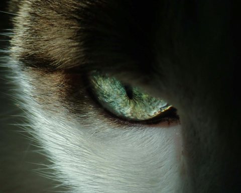 Intense close-up of a cat's eye showing detailed texture and color.